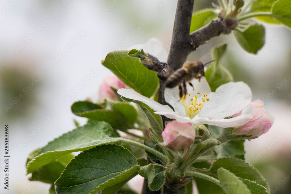bee on a blooming apple tree, wallpaper bee on a blooming apple tree, wallpaper