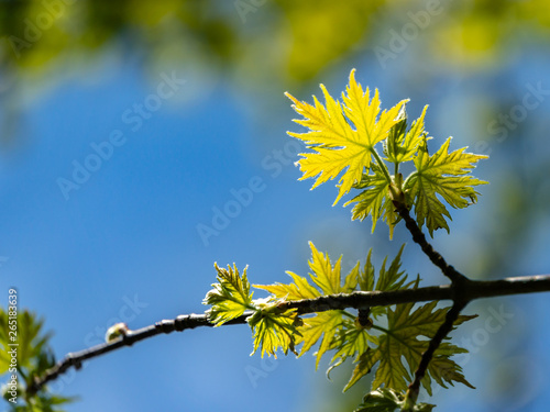 Soft close-up focus of young green graceful leaves of Acer saccharinum against background of blurry spring garden. Nature concept for design