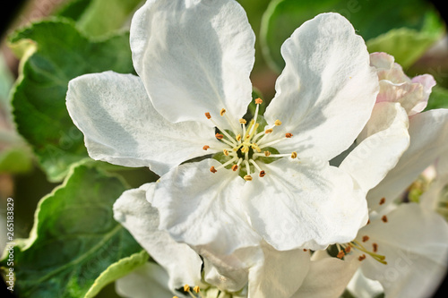 White flower blooming on a fruit tree during spring in Poland.