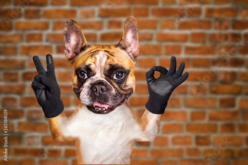 funny dog french bulldog shows with his paws and hands a gesture of peace and a sign approx. Animal on brick wall background © vika33