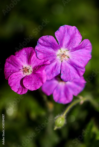 Blüten, Marco einer Blüte 