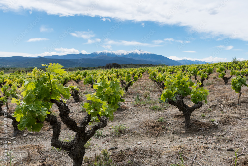 Fototapeta premium Vigne au pied du Canigou