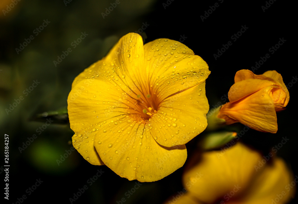 Blüten, Marco einer Blüte Blüten, Marco einer Blüte