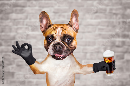 funny dog ginger french bulldog hold alcoholic beer in a glass in a bar and show a sign approx. Animal on brick wall background © vika33