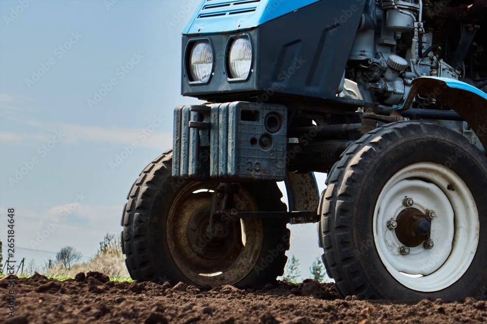 A tractor on the field plant potatoes and cultivates the ground , Planting potatoes with a small tractor A tractor on the field plant potatoes and cultivates the ground , Planting potatoes with a small tractor