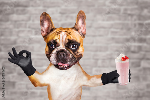 funny dog ginger french bulldog waiter hold a milkshake in a glass and show a sign approx. Animal on brick wall background © vika33