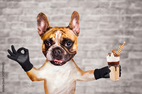 funny dog ginger french bulldog waiter hold a milkshake in a glass and show a sign approx. Animal on brick wall background