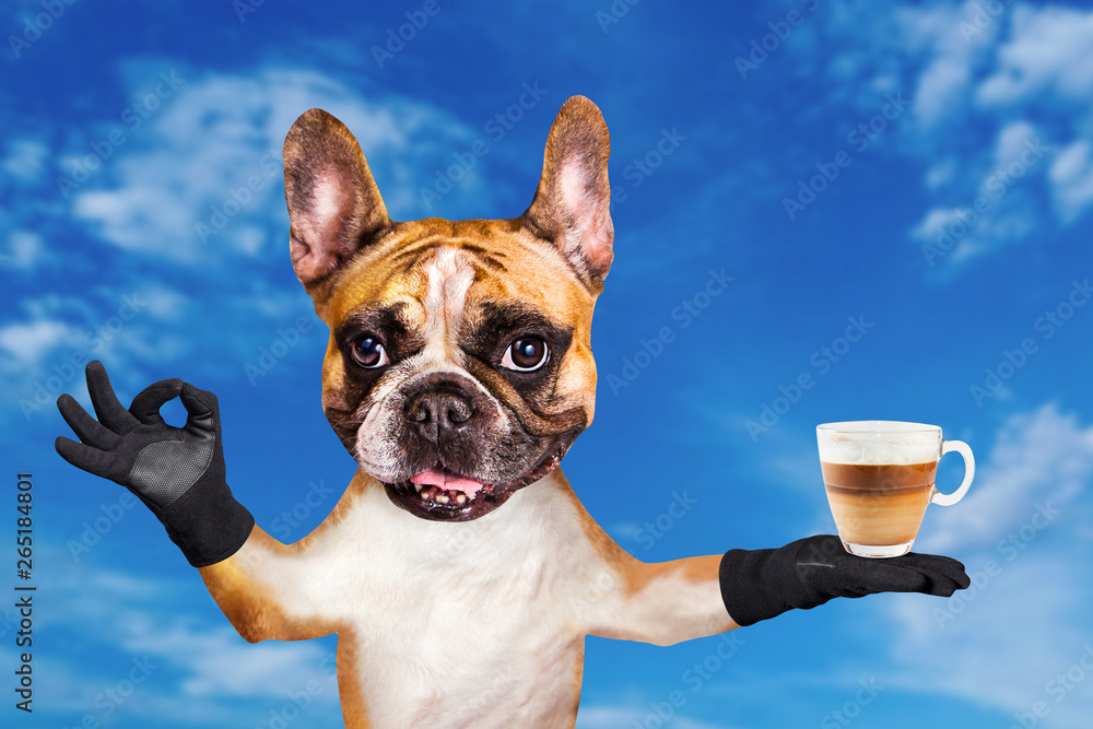 funny dog ginger french bulldog waiter in a black bow tie hold a glass coffee mug and show a sign approx. Animal on blue sky background