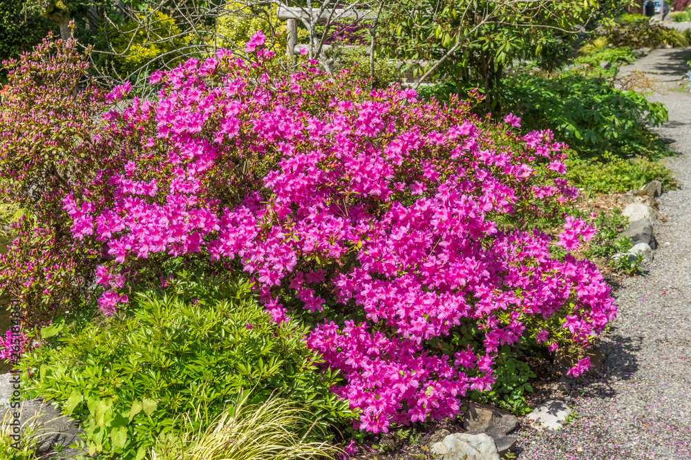 Brilliant Pink Blossoms 4 Brilliant Pink Blossoms 4