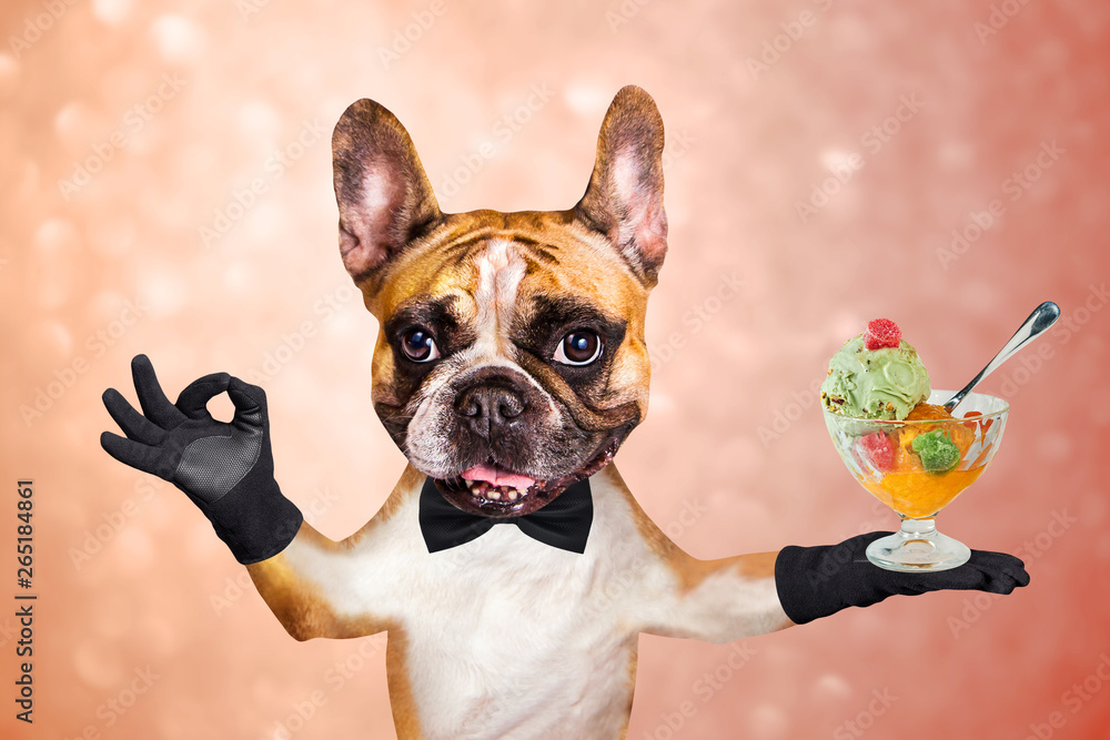 funny dog ginger french bulldog waiter in a black bow tie hold a ice cream balls and show a sign approx. Animal on a pink orange bright background