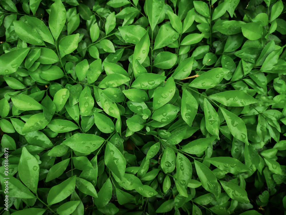 rOrange jasmine leaf background.Green and black nature background. rOrange jasmine leaf background.Green and black nature background.