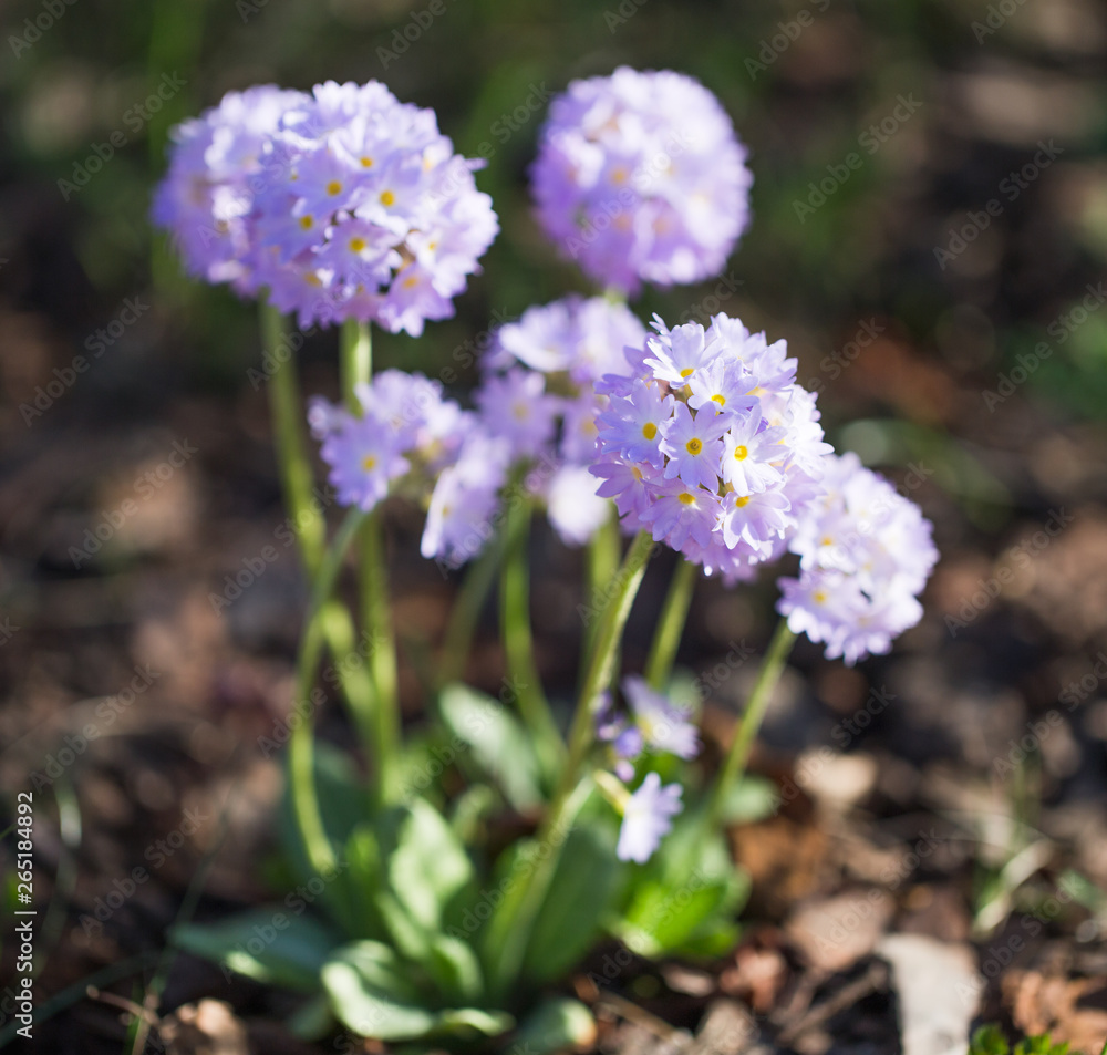 Spring purple flower primrose in the garden. Primula denticulata Spring purple flower primrose in the garden. Primula denticulata