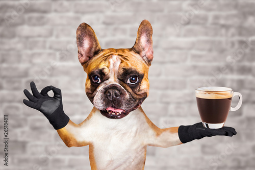 funny dog ginger french bulldog waiter in a black bow tie hold a glass coffee mug and show a sign approx. Animal on brick wall background © vika33