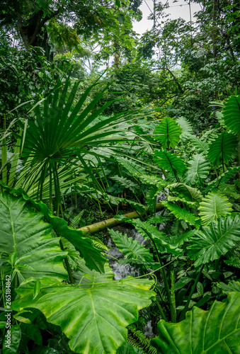 Tropical leaves within the Eden Project  UK