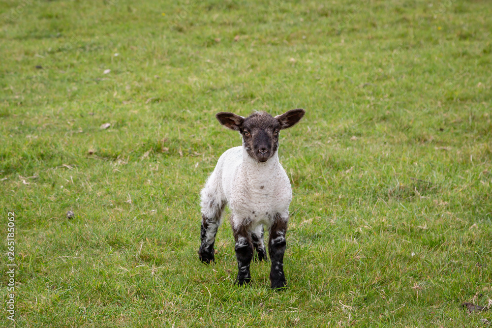 A lamb in the Sussex countryside in springtime A lamb in the Sussex countryside in springtime