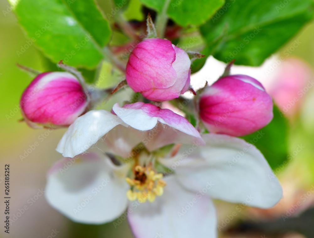 beautiful flower of apple tree beautiful flower of apple tree