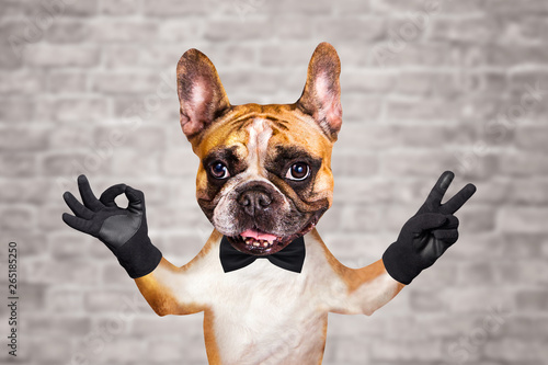 funny dog red french bulldog in a black bow tie. Shows with his paws and hands a gesture of peace and a sign approx. Animal on brick wall background © vika33