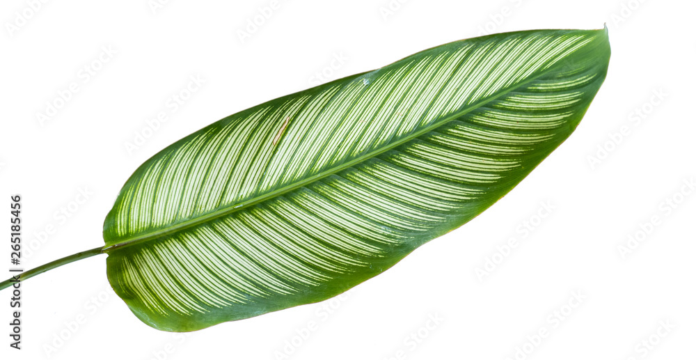 Obraz premium Exotic striped leaves Calathea Ornata Albolineata with a isolated background