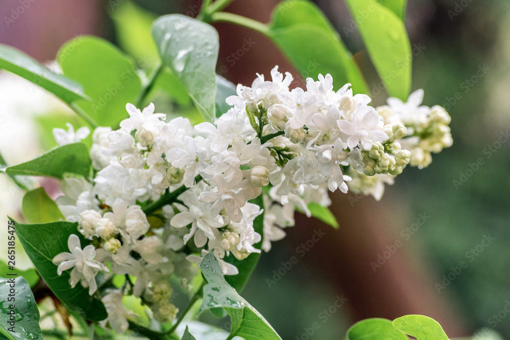 Fototapeta premium white lilac flower
