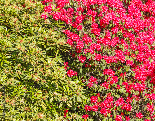 rhododendron hedge/a hedge of red rhododendrons flowered and still to bloom