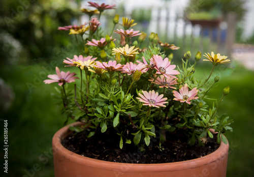 big clay pot with daisies on greenery garden
