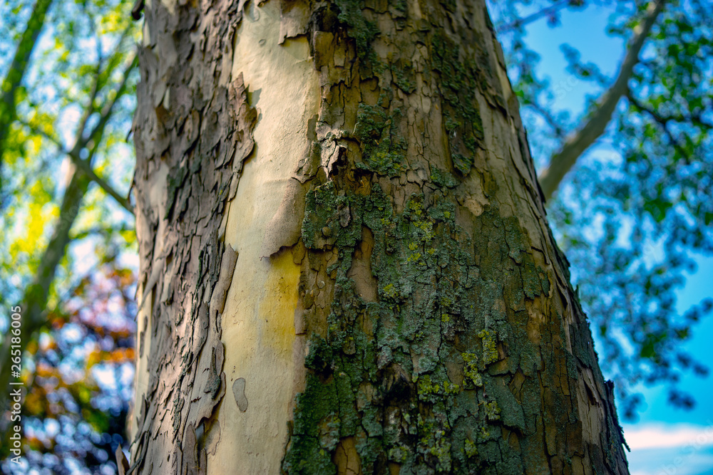 Obraz premium bark of a tree, spring, Croatia