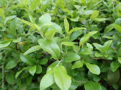 Wallpaper Mural detail of green spring leaves texture Torontodigital.ca