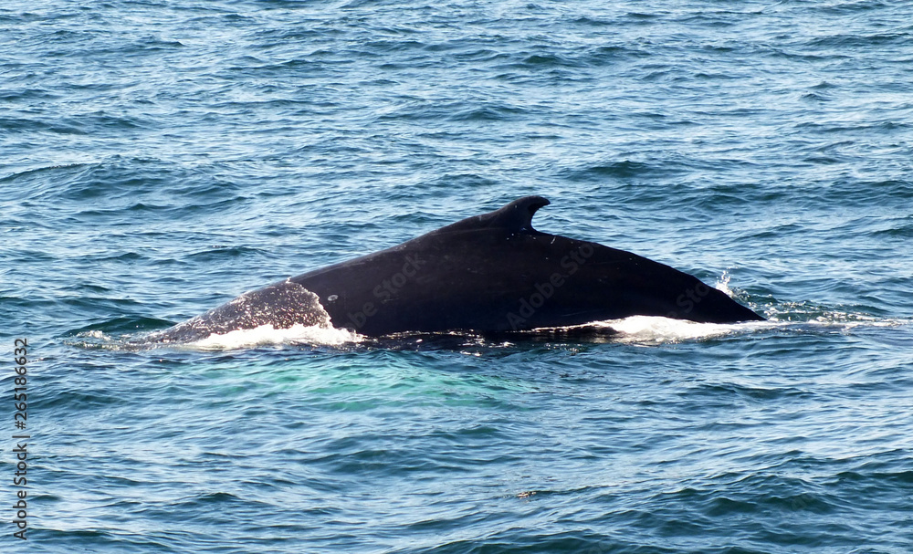 Obraz premium Buckelwal