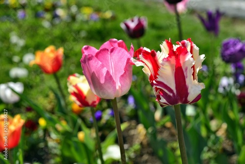 Spring  Explosion of colored tulips in garden .