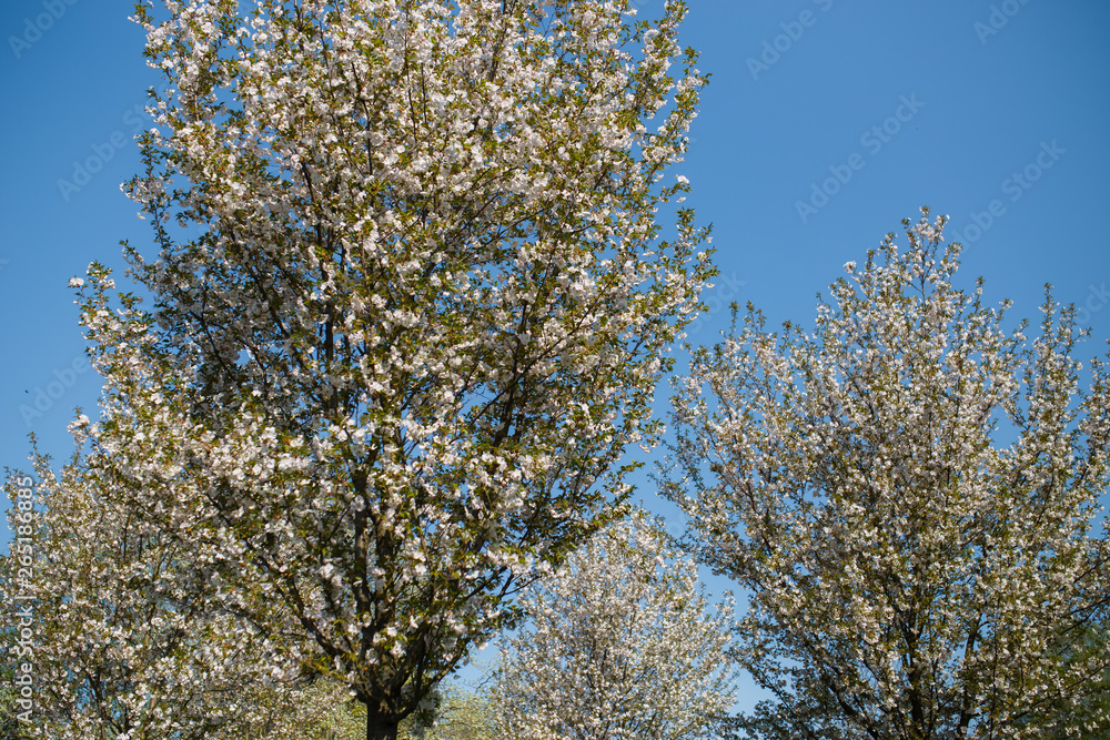 Colorful sakura cherry blossom in a park in Riga, Eastern European capital city of Latvia - Pink and magenta colors during a sunrise in the morning with blue sky Colorful sakura cherry blossom in a park in Riga, Eastern European capital city of Latvia - Pink and magenta colors during a sunrise in the morning with blue sky