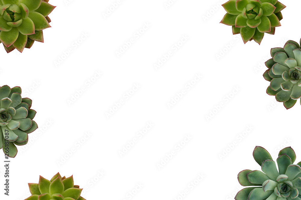 Naklejka premium Live echeveris succulent flowers background, plant houseplants isolated on white background, copy space