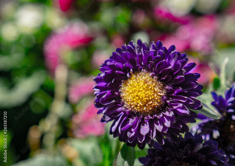 Fototapeta premium bee on flower