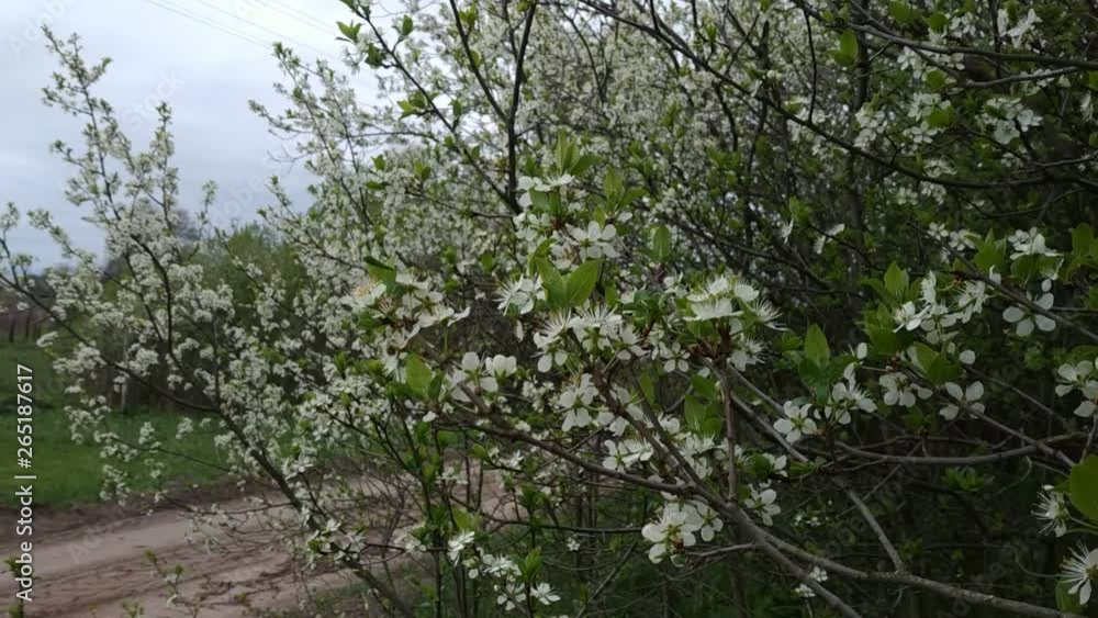 Beautiful spring landscape - a blossoming apricot tree with beautiful white flowers. Windy, overcast weather. Beautiful spring landscape - a blossoming apricot tree with beautiful white flowers. Windy, overcast weather.