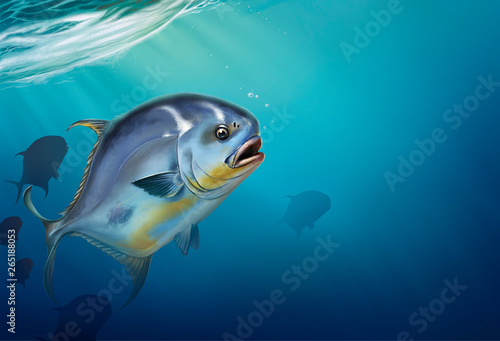 Photography Permit fish on white Trachinotus blochii