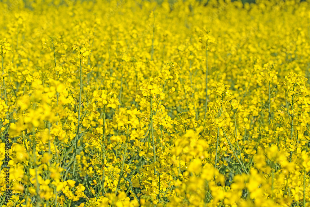 Rapsfeld im Frühling Rapsfeld im Frühling
