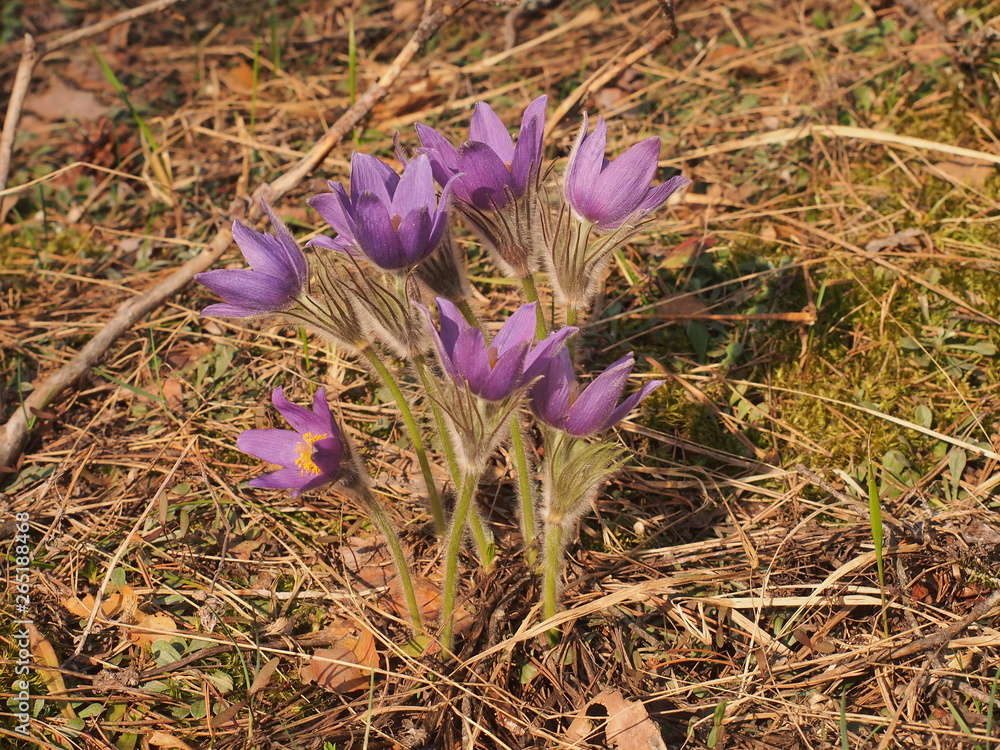 Fototapeta premium The buds of rock-lily bloom in the forest. Spring flowers.