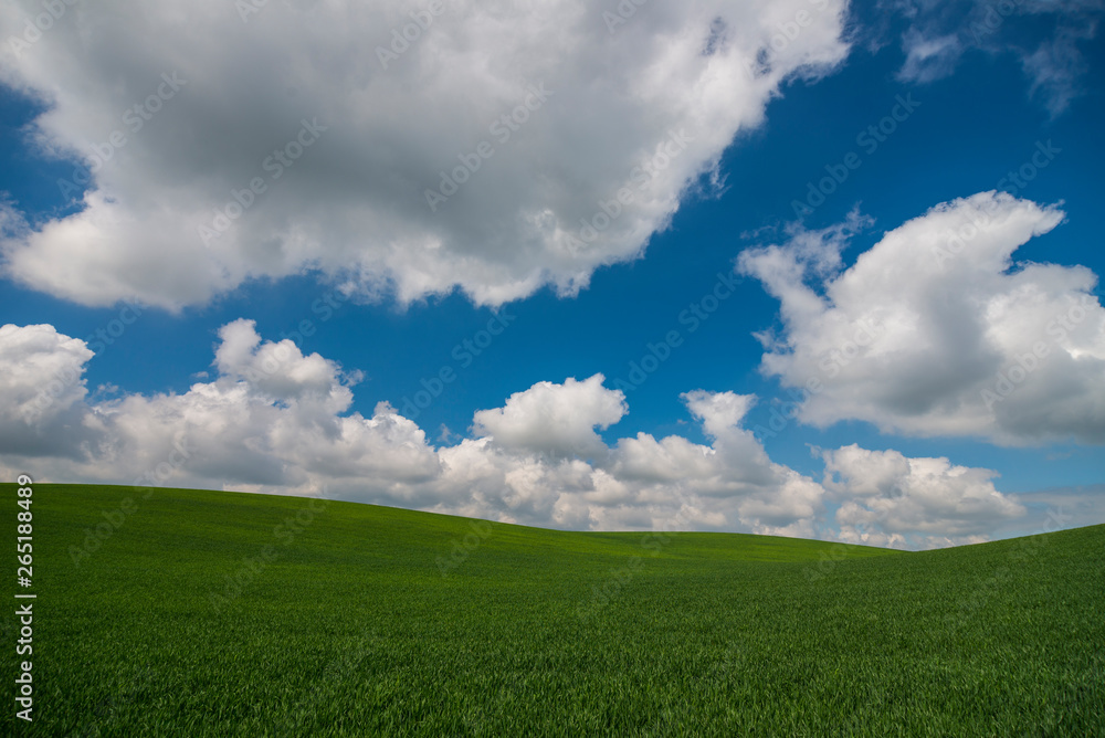 Green meadow under blue sky with clouds