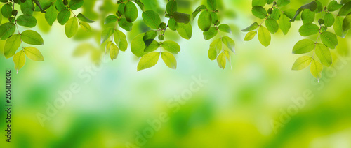 Summer green leaves on a shiny background