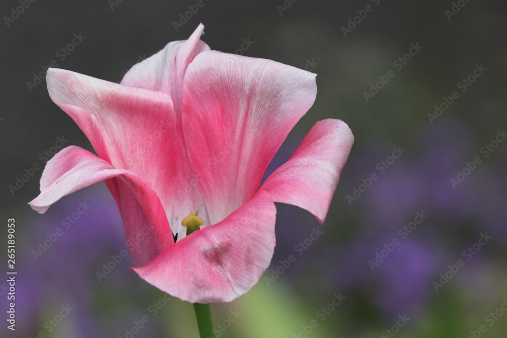 rosa Tulpe ist halb geöffnet