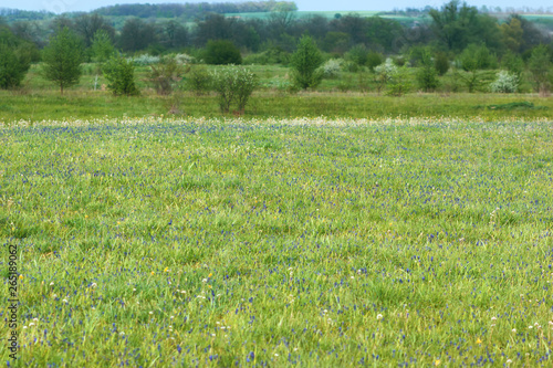 Wild field meadow with blossom muscari blue flowers and green grass