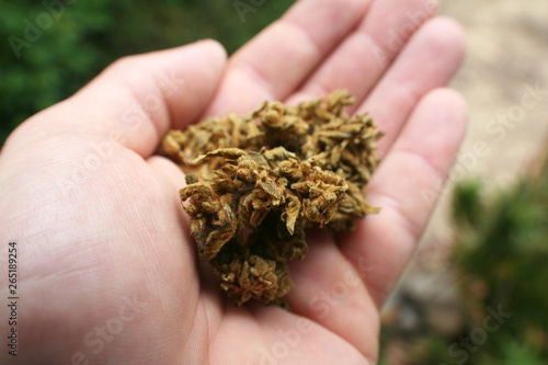 Marijuana Buds In Hand Close Up 