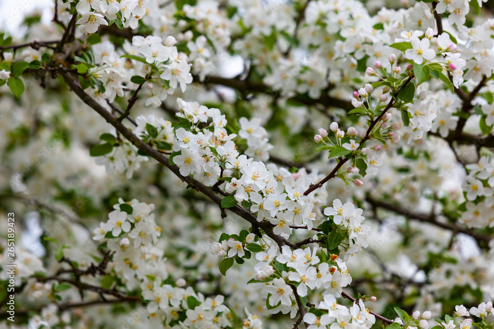 Closeup view of white spring cherry blossoms in full bloom on a tree branches. Closeup view of white spring cherry blossoms in full bloom on a tree branches.