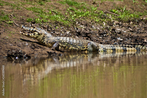Alligator taking sun at the river