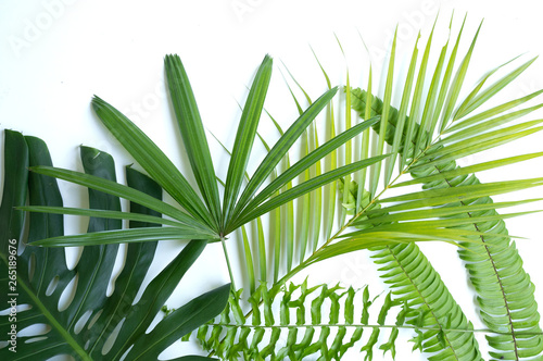 Variety of tropical leaves on white background