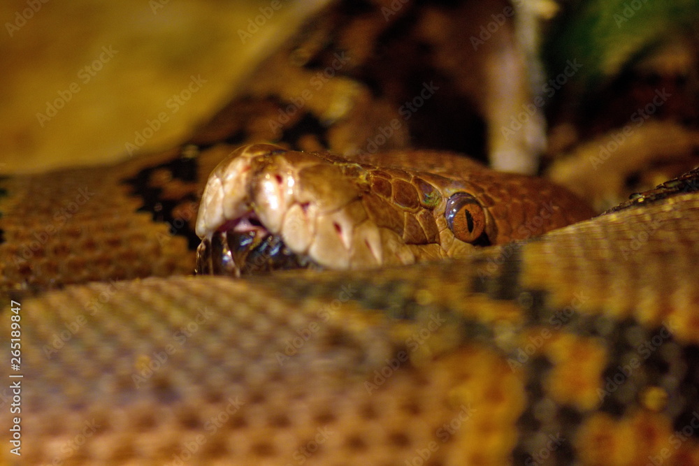 Python Snake Wallpaper