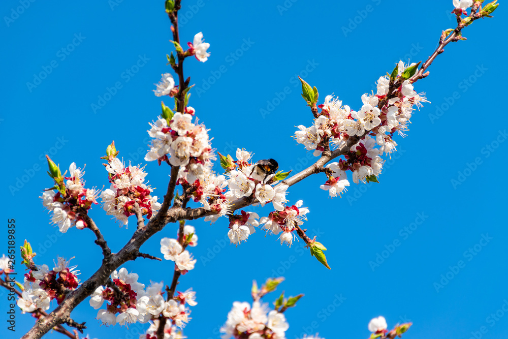 A branch of a flowering peach tree with many white and pink flowers against the background of bright spring blue sky
