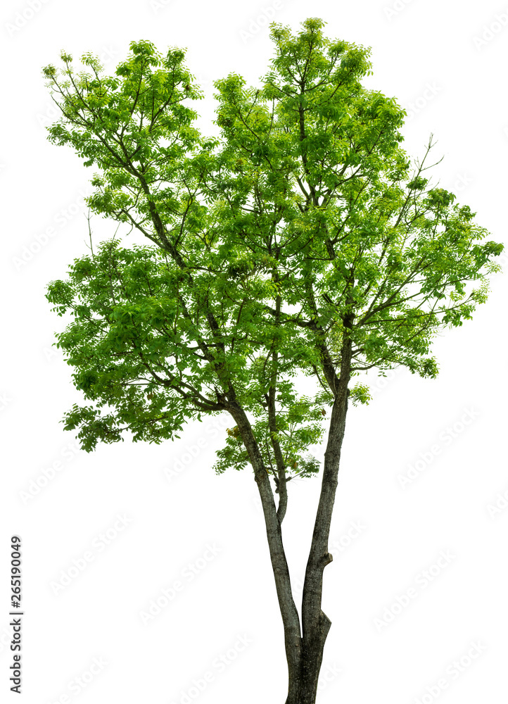 isolate natural green trees Small leaves and single trees on white background isolate natural green trees Small leaves and single trees on white background