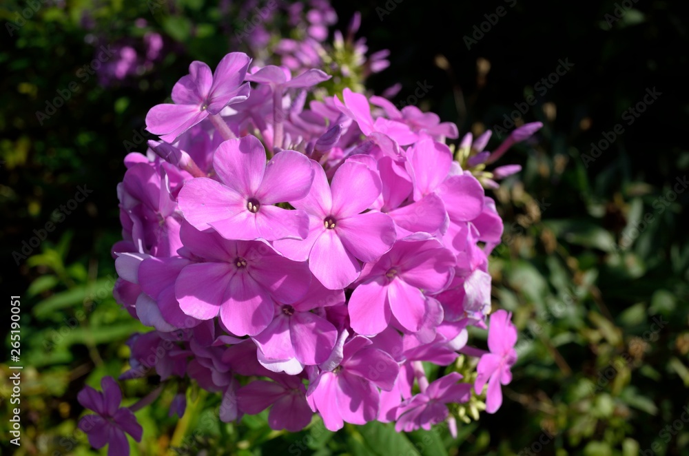 Phlox paniculata or Garden Phlox is a domestic flowering plant in North America Phlox paniculata or Garden Phlox is a domestic flowering plant in North America