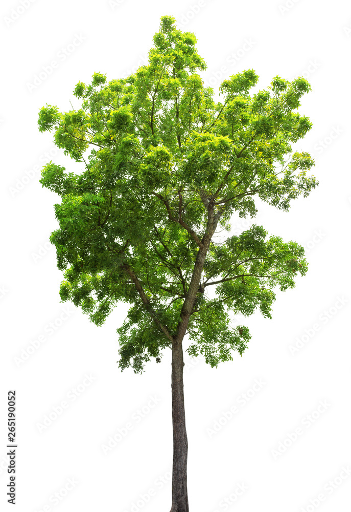 isolate natural green trees Small leaves and single trees on white background isolate natural green trees Small leaves and single trees on white background