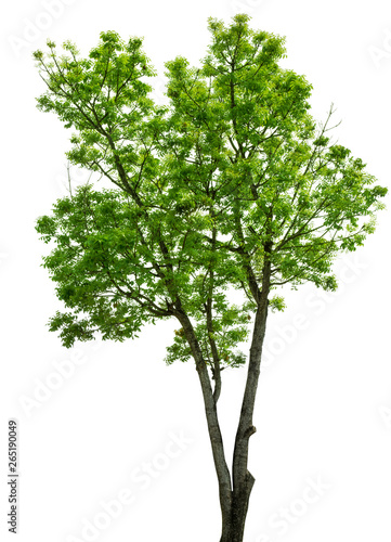 isolate natural green trees Small leaves and single trees on white background